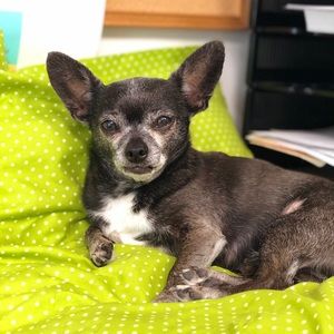 Meet your Posher, Casey